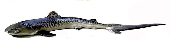 Galeocerdo cuvier_0112.jpg